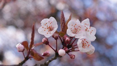 640px-Cherry_blossoms_.jpg