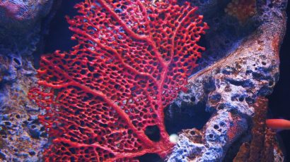 red coral fan underwater