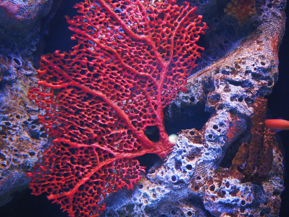 red coral fan underwater