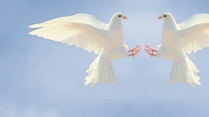 Doves against blue sky