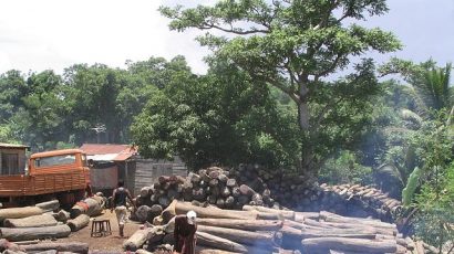 Illegal logging of rosewood in Africa circa 2009.