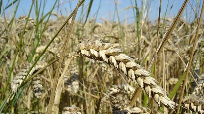 Picture of wheat