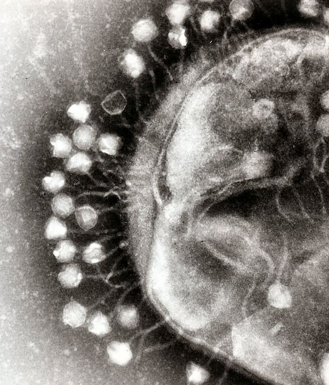 A transmission electron micrograph of multiple bacteriophages attached to a bacterial cell wall, shown at a magnification of approximately 200,000. Photo credit: Graham Beards