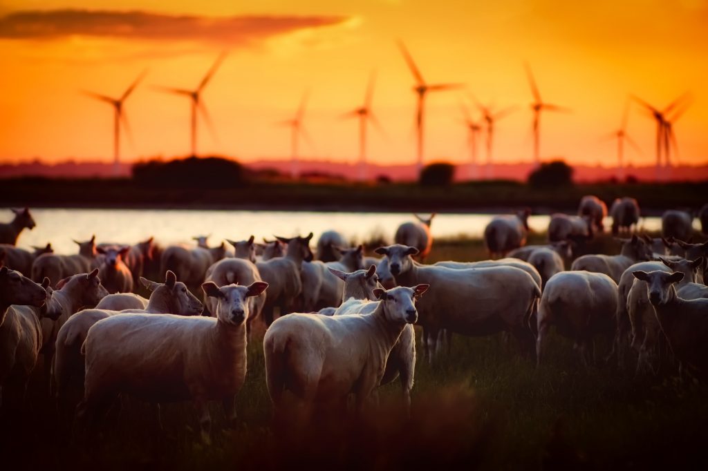 wind turbines, livestock, energy