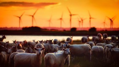 wind turbines, livestock, energy