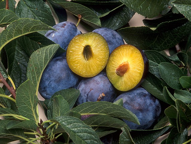 Plum pox resistant plums, created by genetic engineering.