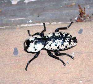 Ironclad Beetle. Credit: Sqwertz CC BY-SA 4.0 via Wikimedia Commons