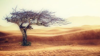 dead tree and desert
