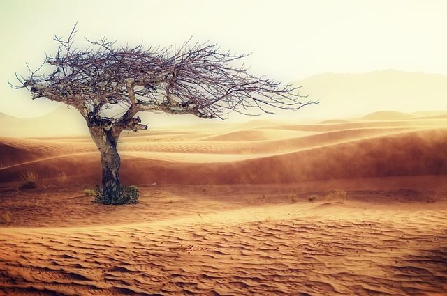 dead tree and desert