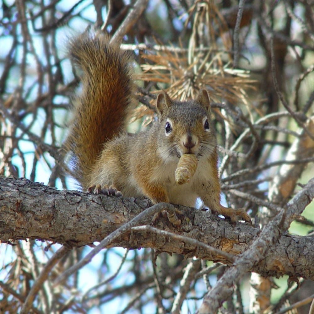 A North American red squirrel.