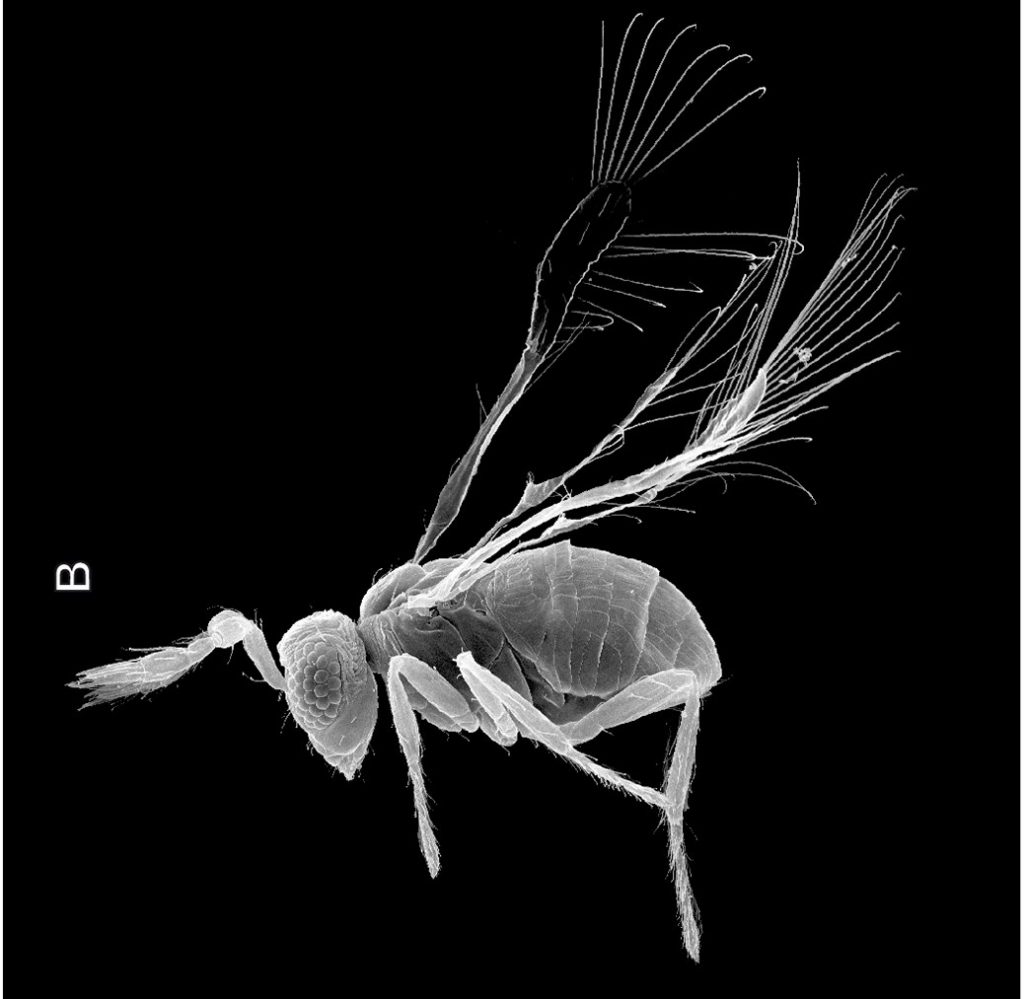 Megaphragma mymaripenne, a microscopic wasp. Credit: Alexey A. Polilov CC BY 4.0.