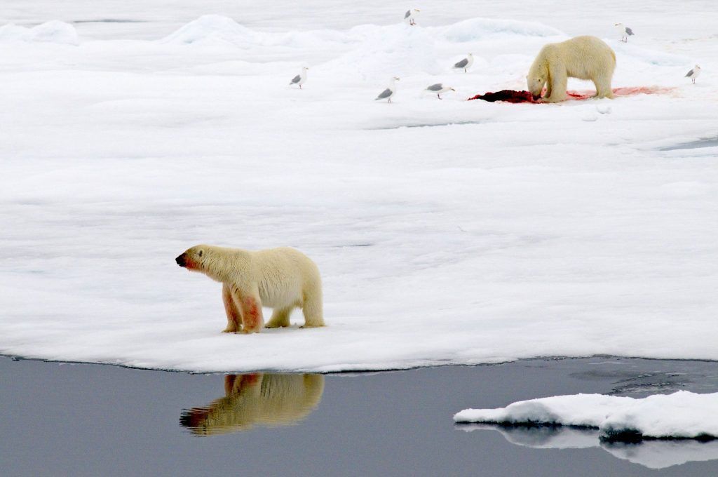 Polar bears hunt for food, mostly seals, from sea ice. Credit: Peter Prokosch/www.grida.no/resources/1975