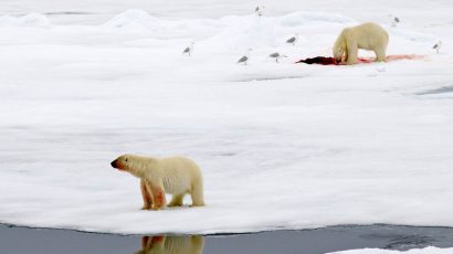 Polar bears hunt for food, mostly seals, from sea ice. Credit: Peter Prokosch/www.grida.no/resources/1975
