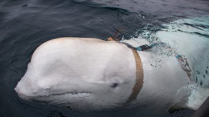 Norwegian authorities and a local fisherman helped free this beluga whale from a harness. Credit: Norwegian Directorate of Fisheries.