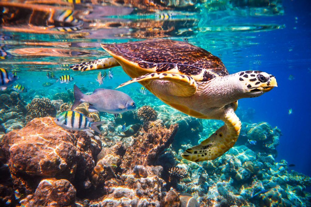 Hawksbill turtle floats above an Indian Ocean coral reef in the Maldives. Nearly half of the live coral cover on reefs has been lost in the past 150 years, and coral reefs are particularly vulnerable to climate change. Credit: Andrey Armyagov/Shutterstock