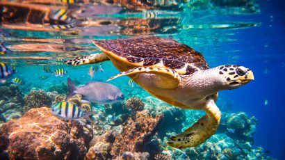 Hawksbill turtle floats above an Indian Ocean coral reef in the Maldives. Nearly half of the live coral cover on reefs has been lost in the past 150 years, and coral reefs are particularly vulnerable to climate change. Credit: Andrey Armyagov/Shutterstock