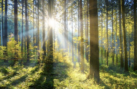 Want to fight global warming? Just plant more trees, for starters ...