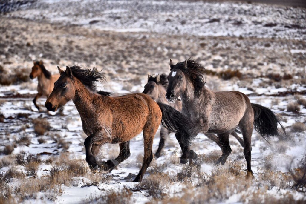 Sulphur wild horse in Southwestern Utah