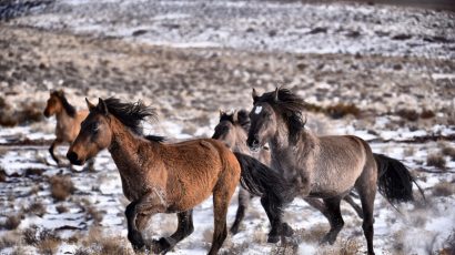 Sulphur wild horse in Southwestern Utah