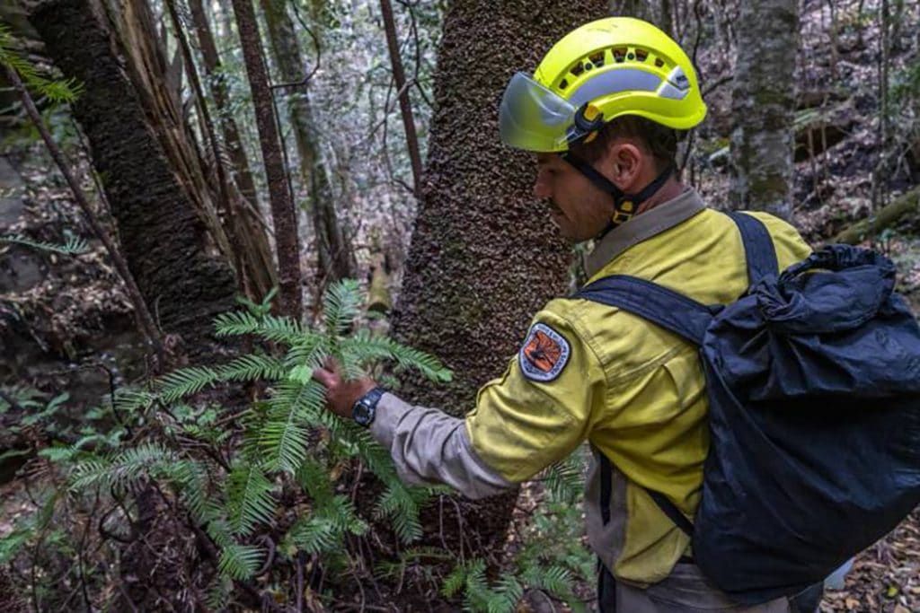 Australian firefighter inspecting rare tree saved from fire