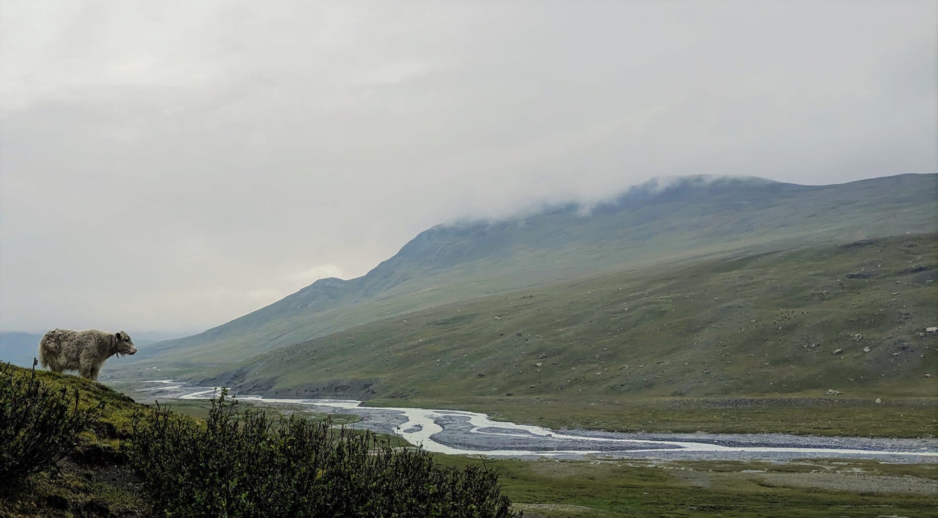 Potanin Glacier is the source of the Tsagaan Gol (White River). Yaks, like the one pictured here, climb steep hills in search of the greenest grass to eat.