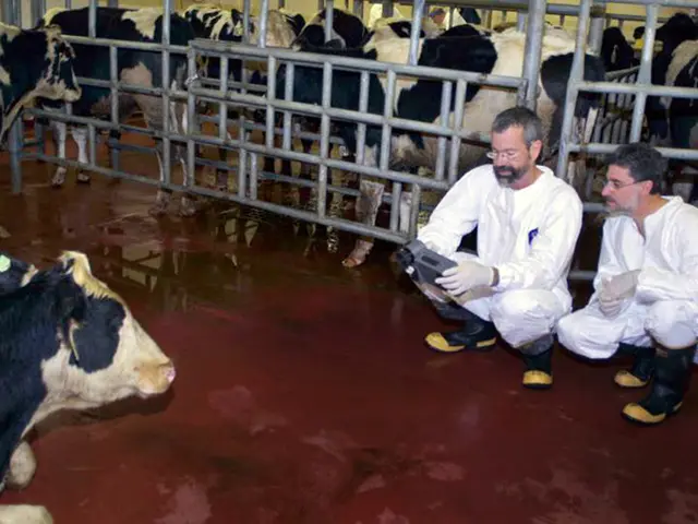 d1392-1 Plum Island scientists use an infrared thermography camera to identify cattle infected with foot-and-mouth disease virus in 2009. Photo by <a href="https://www.ars.usda.gov/oc/images/photos/apr09/d1392-1/">USDA</a> / Kathleen Apicelli