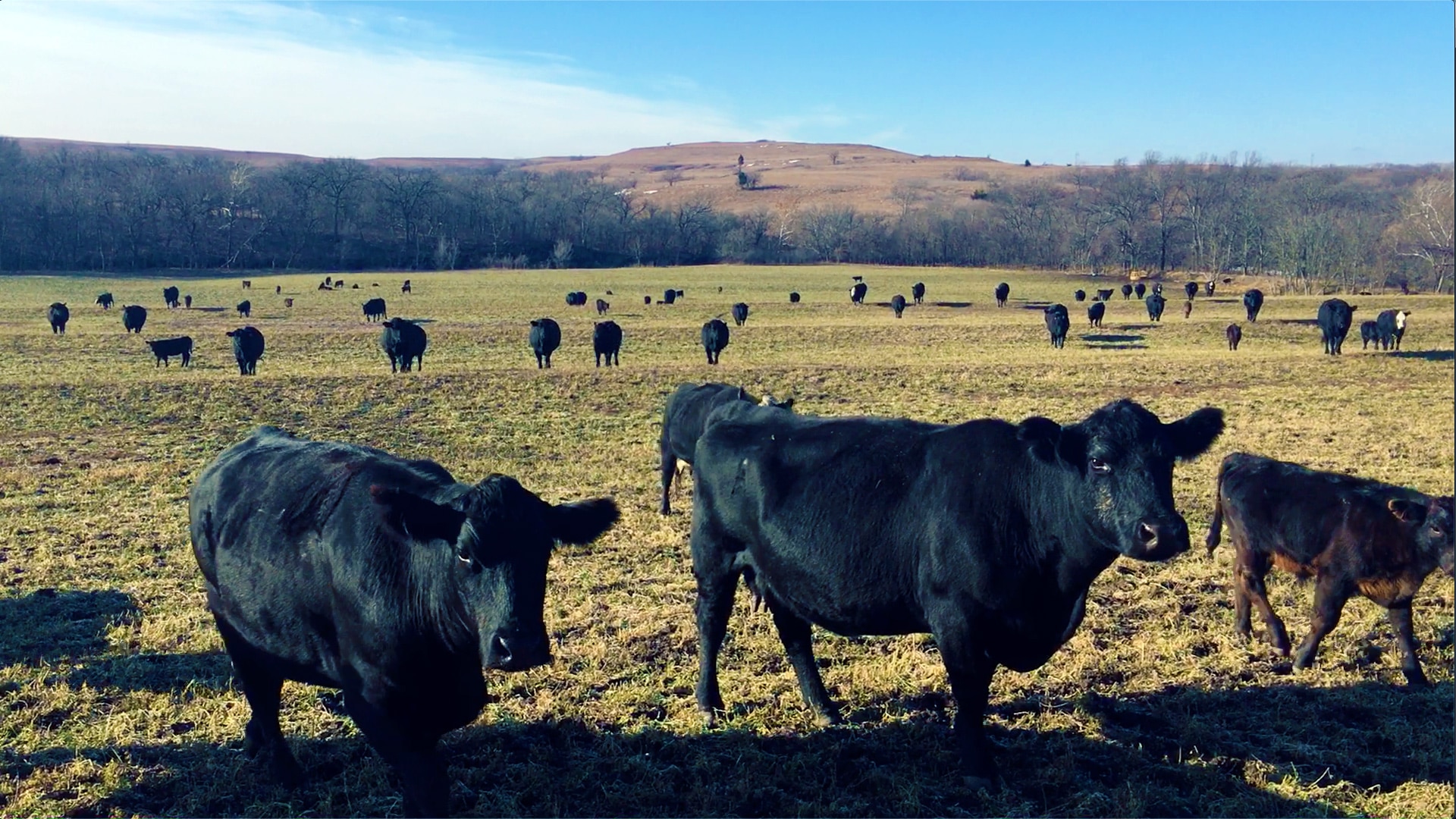 Cattle on the Anderson ranch in Alma, Kansas. Photo by Elisabeth Eaves