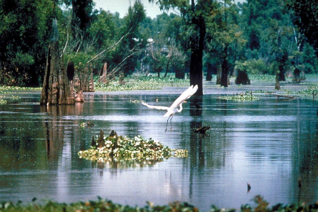 heron taking flight on Mississippi River