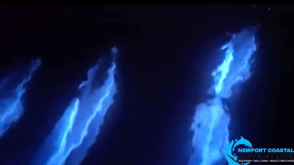 dolphins swim at night, bioluminesce