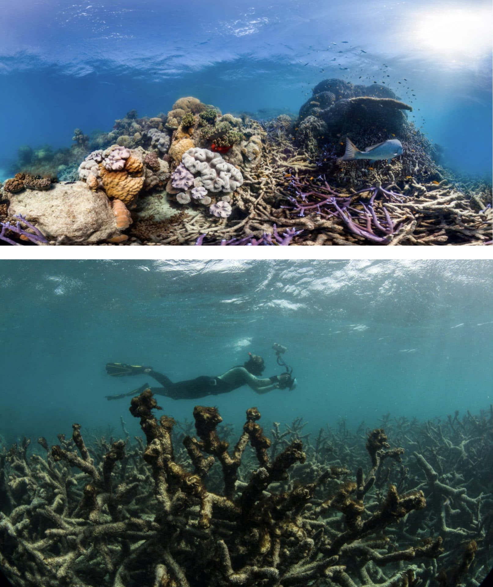 bleached coral reef before and after