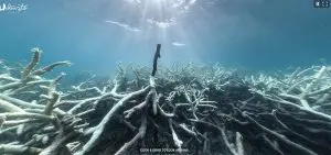 coral reef after bleaching