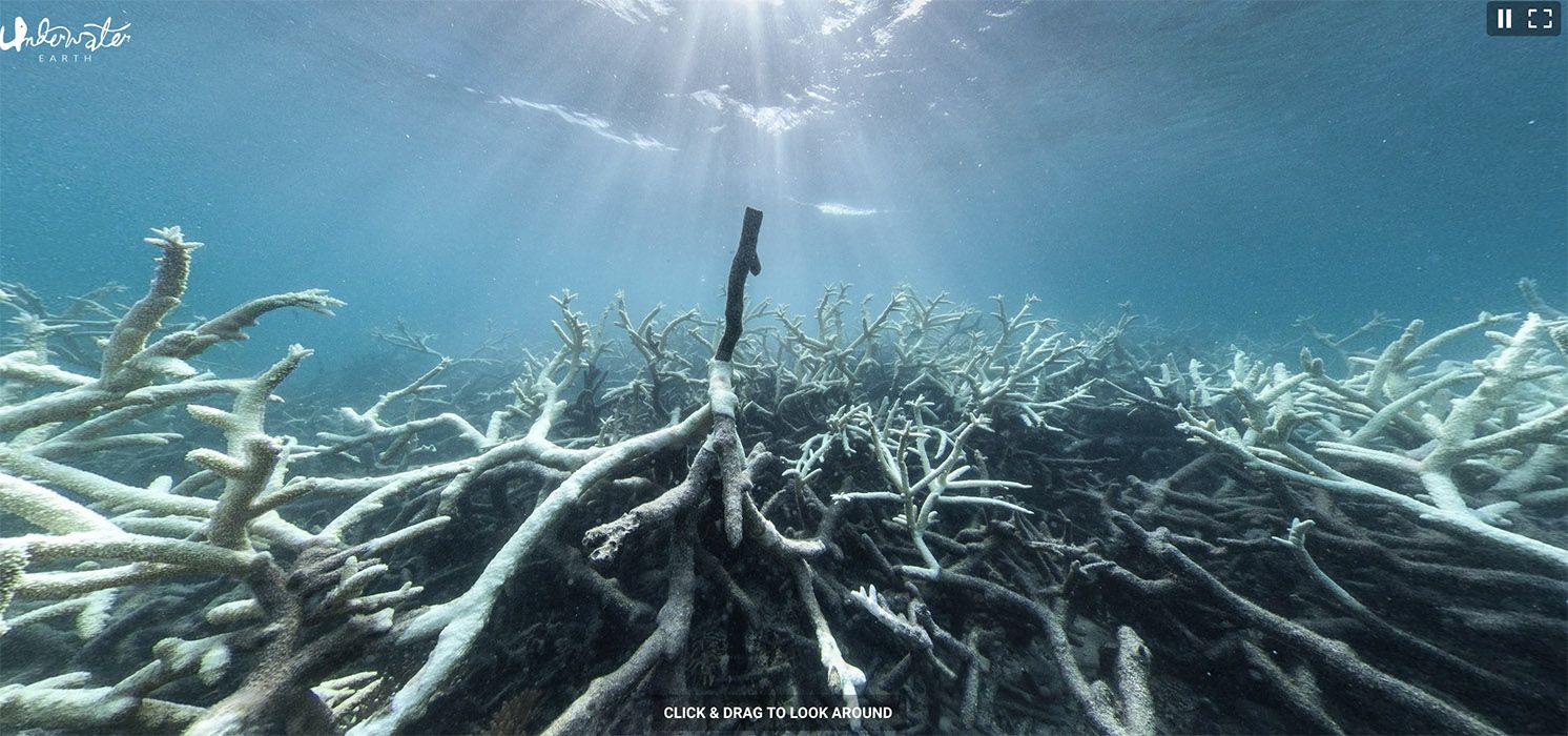 Literally cooked in hot water—what happened in the latest mass coral ...