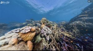 colorful reef before coral bleaching