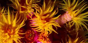 orange coral on Great Barrier Reef