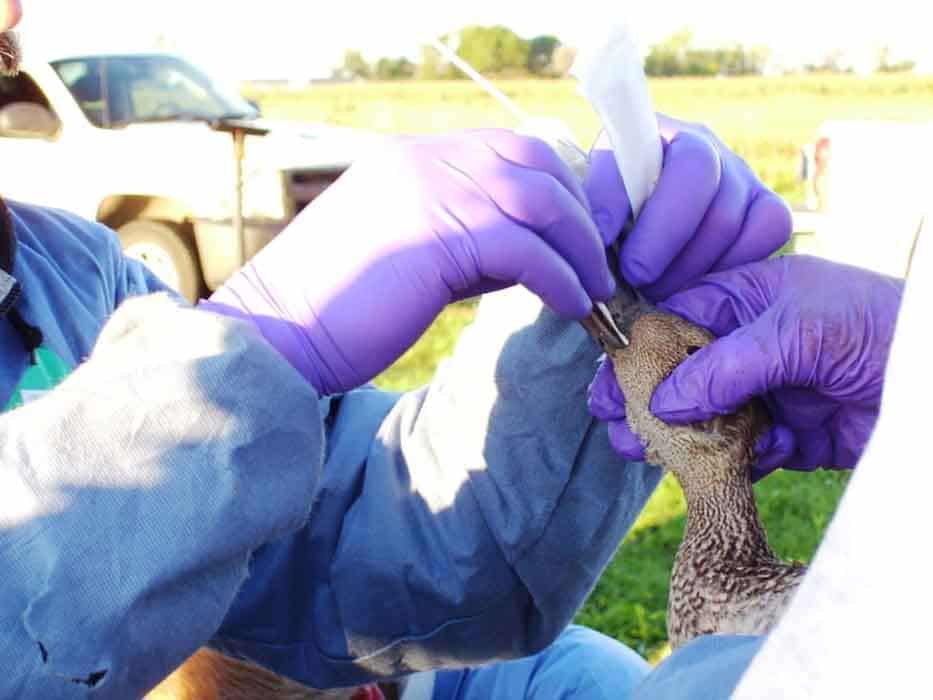 A bird is sampled for avian influenza.