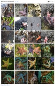 photos of many different sea star