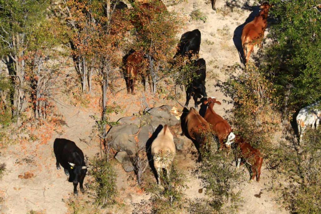 Cows graze near a dead elephant.