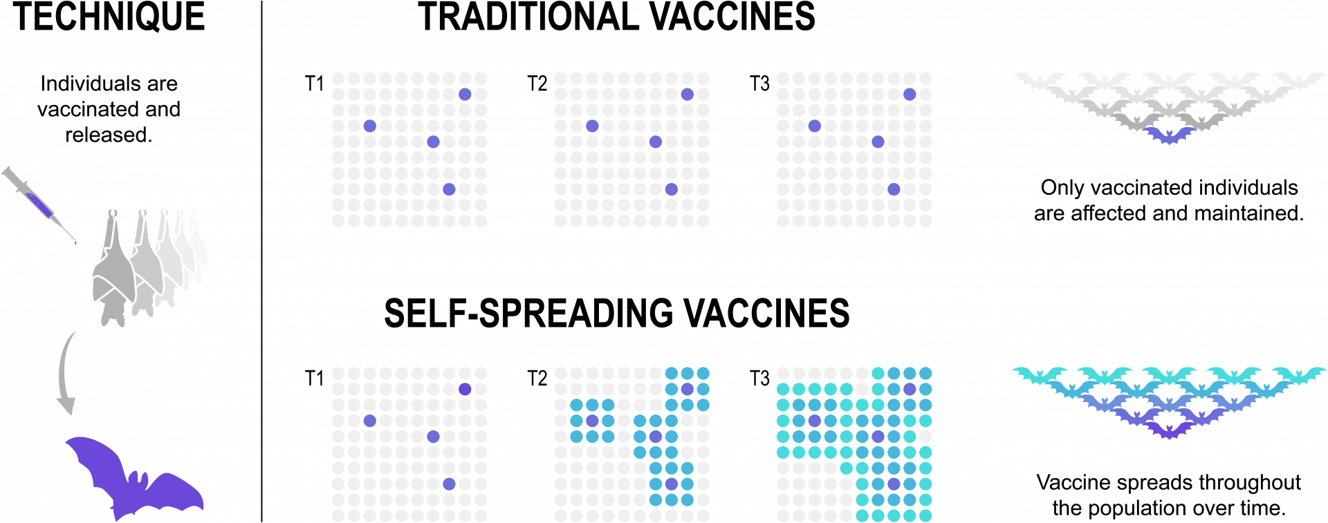 A diagram of how a self-spreading vaccine could work.