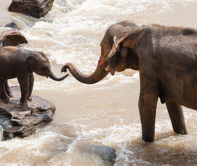 adult elephant and baby touching trunks