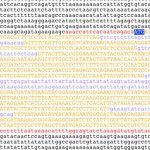A screen shot of the AMY1 gene from Arabidopsis thaliana, a small flowering plant widely used as a model organism in plant biology. (US government photo)