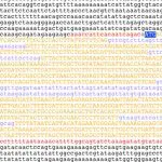 A screen shot of the AMY1 gene from Arabidopsis thaliana, a small flowering plant widely used as a model organism in plant biology. (US government photo)