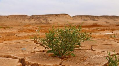 Green plant in desert