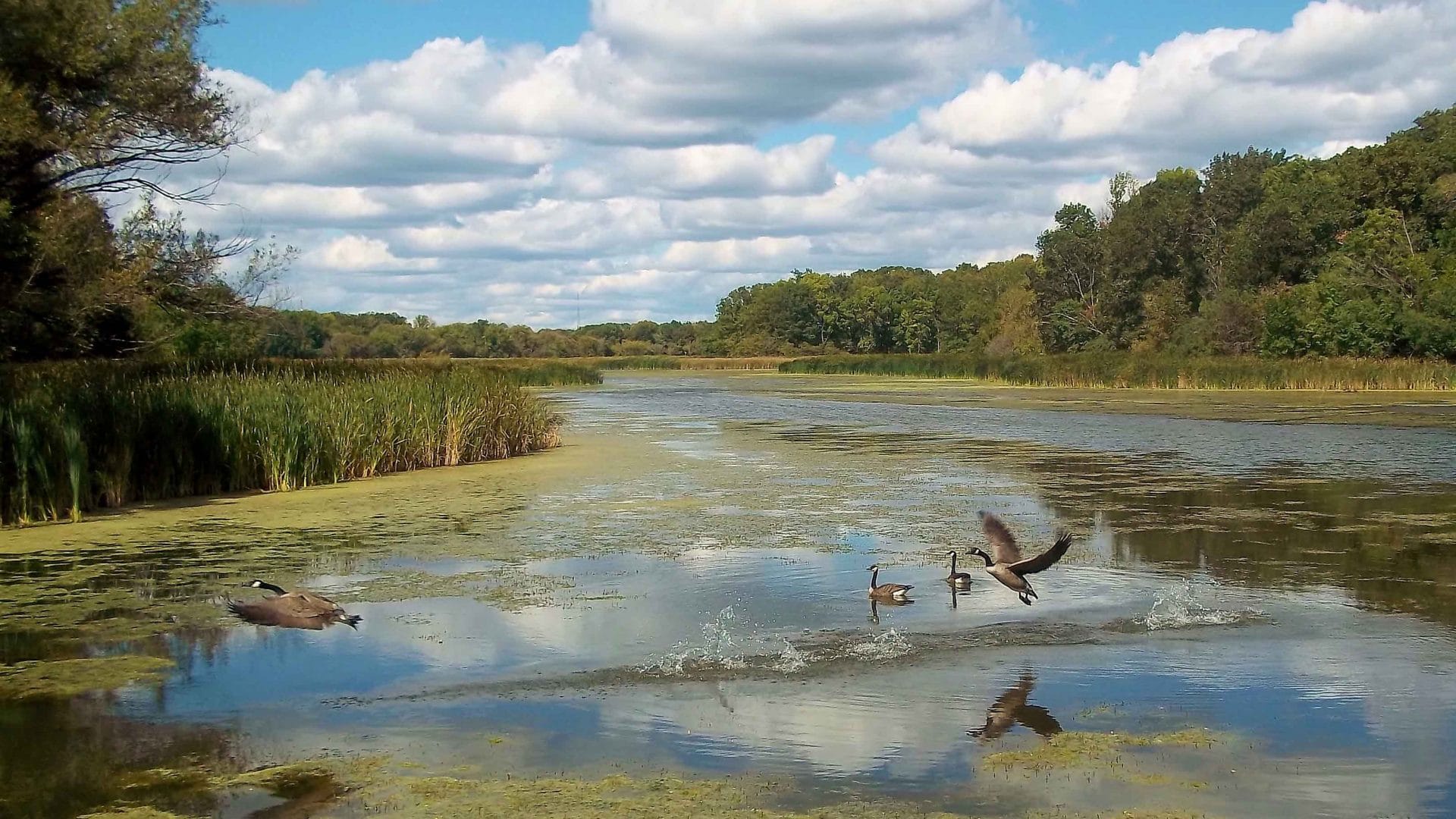 The Ned Brown Preserve in Cook County, Ill. Credit: Allanscottwalker via Wikimedia Commons. CC BY-SA 3.0.