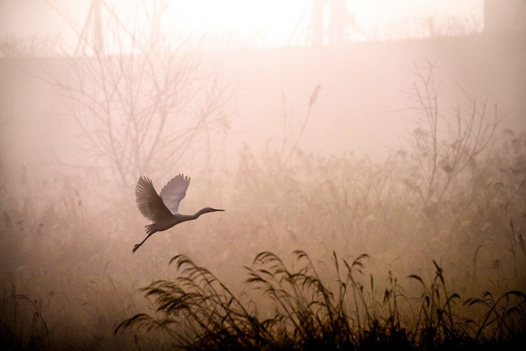 bird in flight at dawn in marsh