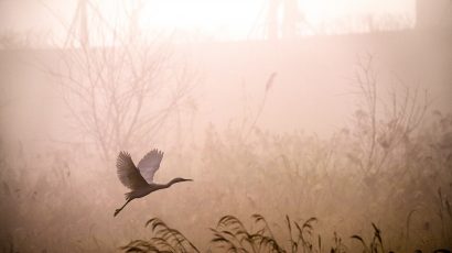 bird in flight at dawn in marsh
