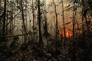 flames in swamp in Borneo
