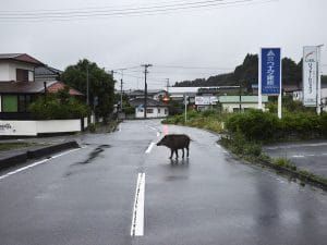 wild boar on streets of Fukushima
