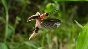 Big Dipper firefly