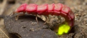 California pink glow worm