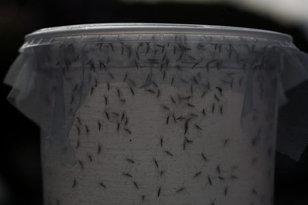 A biologist releases genetically modified mosquitoes in February 2016 in Piracicaba, Brazil. Technicians from the Oxitec laboratory released genetically modified mosquitoes Aedes Egypti to combat Zika virus. (Photo by Victor Moriyama/Getty Images)